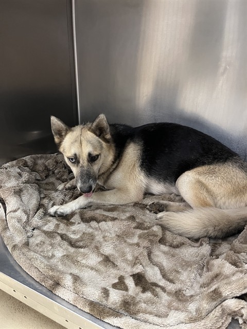 Shelter Stray Female Dog last seen HIGHWAY 190, 31078 LA-36, Lacombe, LA 70445, USA