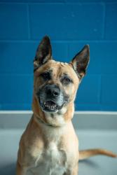 Shelter Stray Male Dog last seen Near, 2600 S Harding St, Indianapolis, IN 46221, USA
