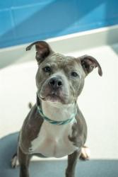 Shelter Stray Female Dog last seen Near, 2600 S Harding St, Indianapolis, IN 46221, USA