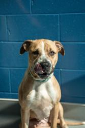 Shelter Stray Female Dog last seen Near, 2600 S Harding St, Indianapolis, IN 46221, USA