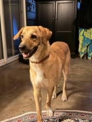 Found/Stray Female Dog last seen Main st east Urbana, Urbana, IL 61802