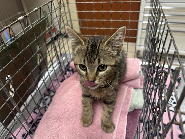 Shelter Stray Female Cat last seen Near BLOCK W PORT AVE, 3839 W Burnham St, West Milwaukee, WI 53215, USA