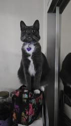 Reunited Female Cat last seen Oregon Street in the alley, San Diego, CA 92104