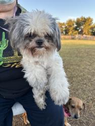 Found/Stray Male Dog last seen Countryside Dog Park, Mesa, AZ 85201