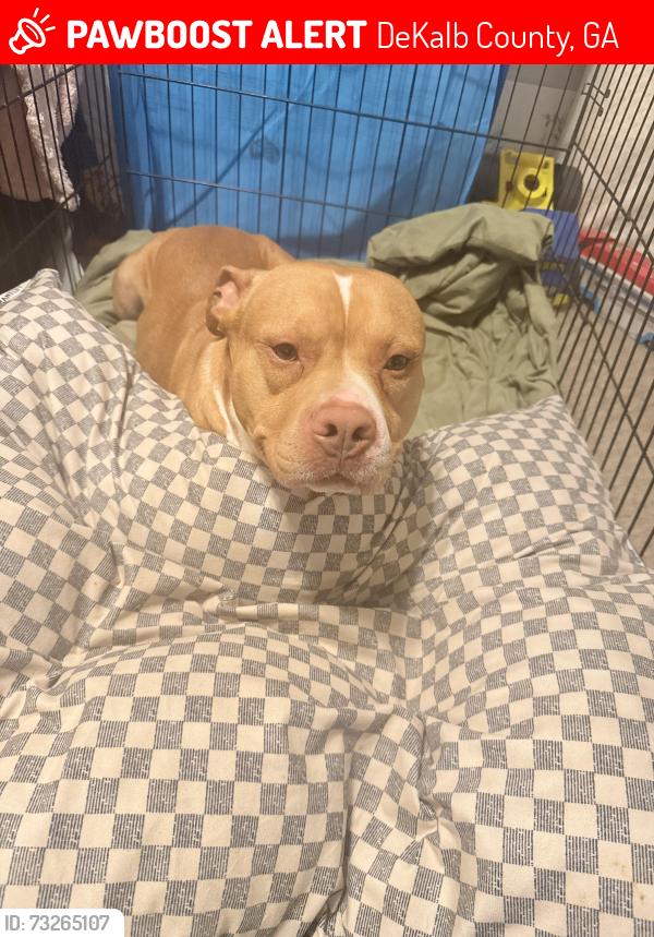 Lost Male Dog last seen Redan Trail, Martin Rd., DeKalb County, GA 30088