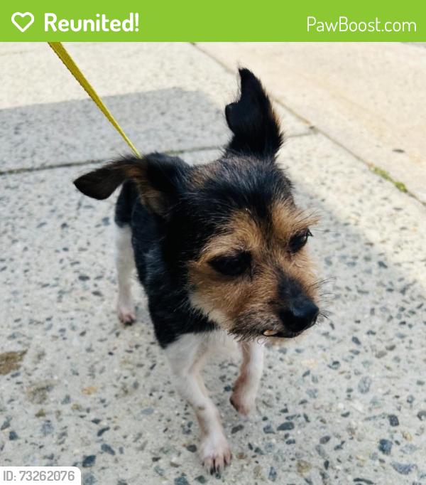 Reunited Male Dog last seen Trimble Ave Clifton, Clifton, NJ 07011