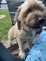 Lost Female Dog last seen Discovery High School, Lawrenceville, GA 30045