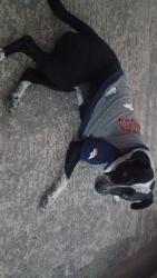 Reunited Female Dog last seen Hw 52 cr 19 Fort.Lupton co, Fort Lupton, CO 80621