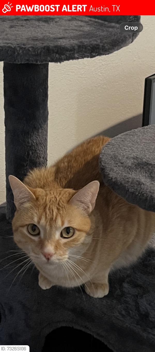 Lost Female Cat last seen Ptarmigan and Braker, Austin, TX 78758