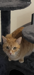Lost Female Cat last seen Ptarmigan and Braker, Austin, TX 78758