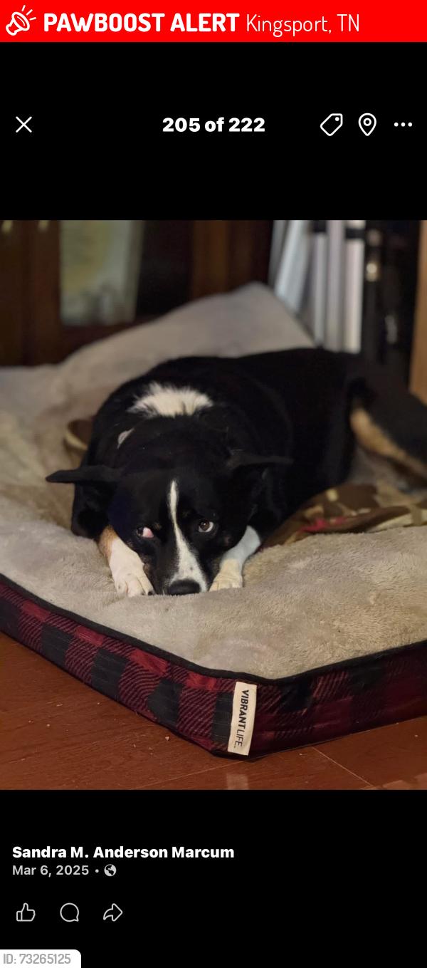 Lost Female Dog last seen Hutchinson st and stuffle st area, Kingsport, TN 37660