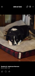 Lost Female Dog last seen Hutchinson st and stuffle st area, Kingsport, TN 37660