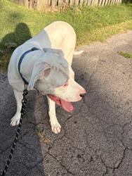 Reunited Male Dog last seen ., Nashville, TN 37217