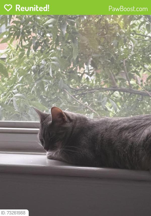 Reunited Male Cat last seen Near Willow Avenue, Hoboken, NJ 07030