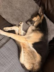 Reunited Male Dog last seen Grandview & Lamar, Arvada, CO 80002
