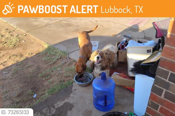 Found/Stray Female Dog last seen N grinnell and dover st, Lubbock, TX 79416