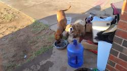 Found/Stray Female Dog last seen N grinnell and dover st, Lubbock, TX 79416