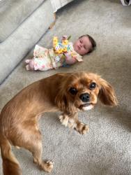 Reunited Male Dog last seen Near severn walk Winsford, Cheshire West and Chester, England CW7 3JG