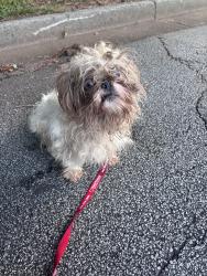 Found/Stray Unknown Dog last seen Rowland rd, DeKalb County, GA 30083