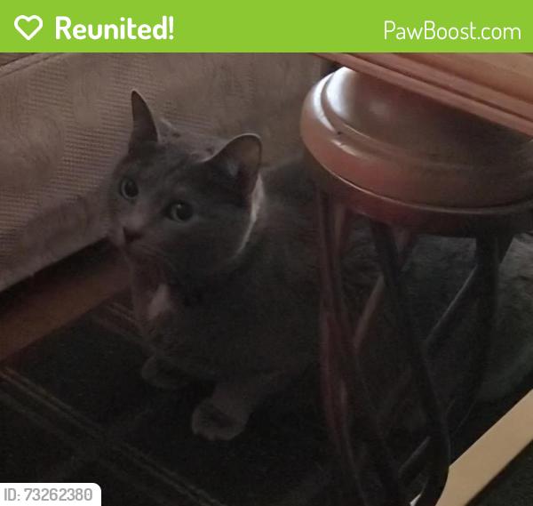 Reunited Female Cat last seen Arrowhead Drive, Vacaville, CA 95687
