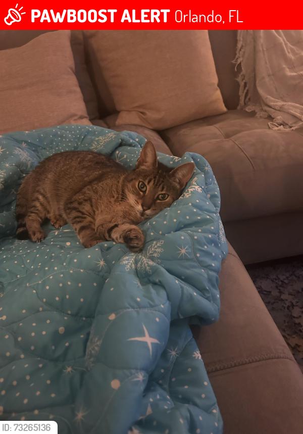 Lost Female Cat last seen Plaza ct. near Garden Plaza, Orlando, FL 32803