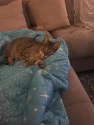 Lost Female Cat last seen Plaza ct. near Garden Plaza, Orlando, FL 32803