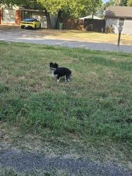 Found/Stray Male Dog last seen On Connally Terrace off Park Row, Arlington, TX 76010