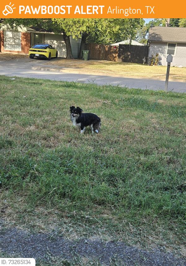 Found/Stray Male Dog last seen On Connally Terrace off Park Row, Arlington, TX 76010