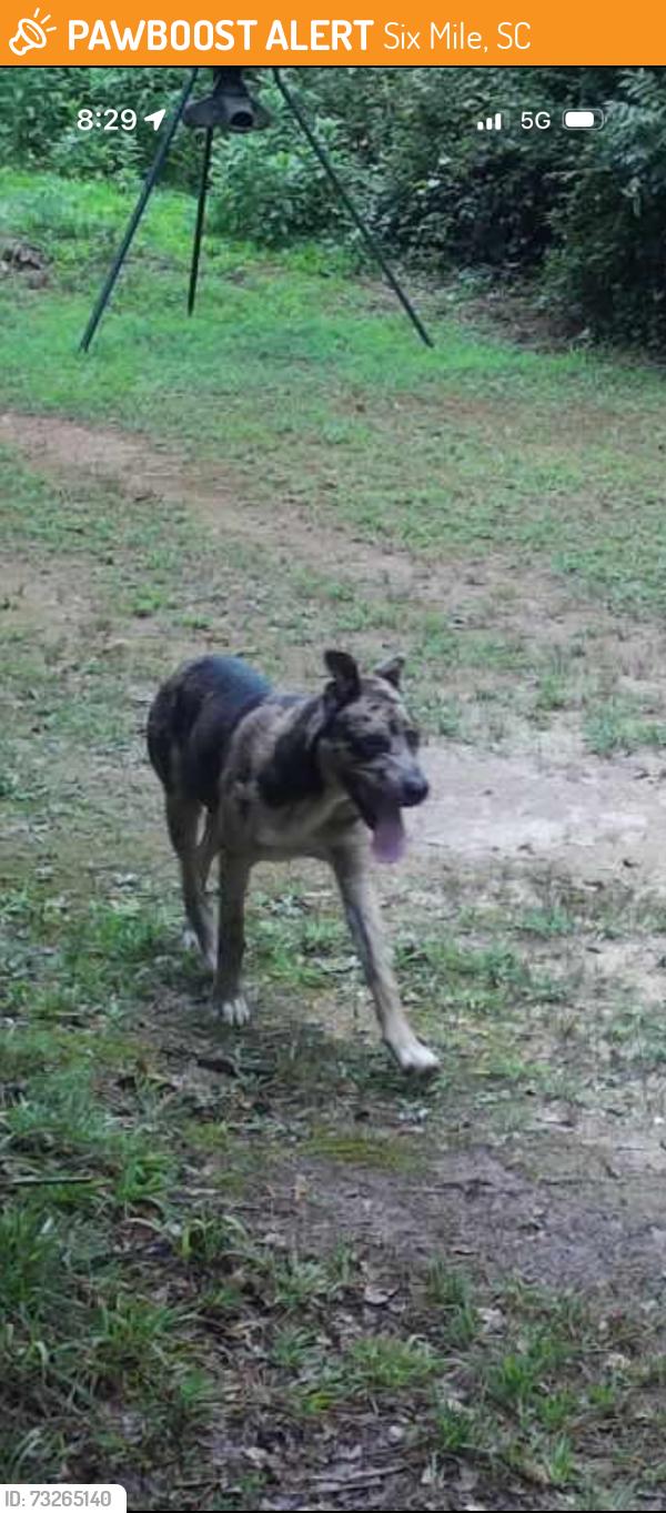 Found/Stray Male Dog last seen Jones Mill Rd, Six Mile, SC 29682