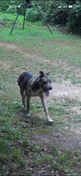Found/Stray Male Dog last seen Jones Mill Rd, Six Mile, SC 29682