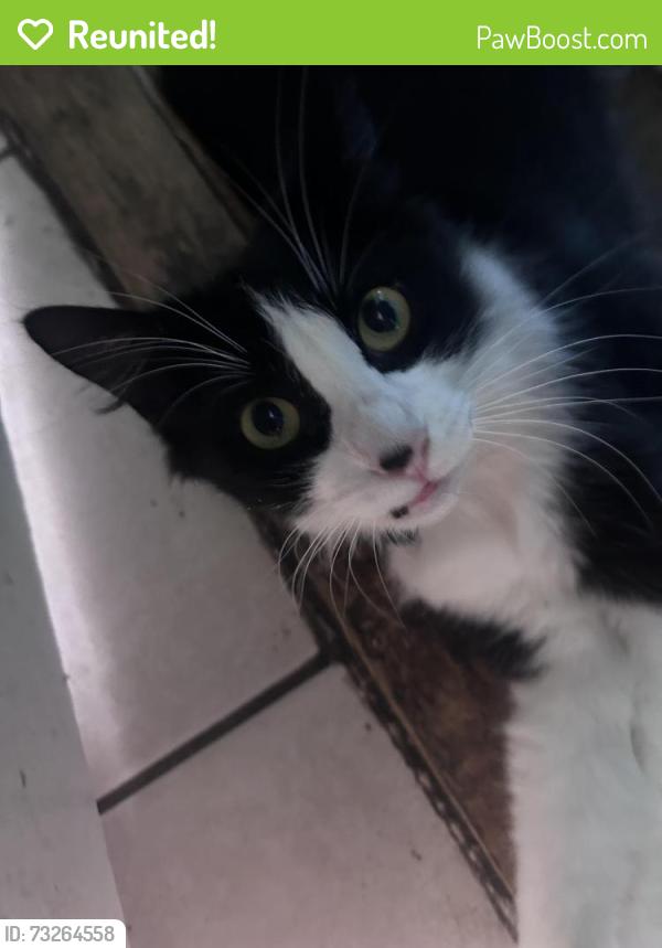 Reunited Female Cat last seen Highland Park, Los Angeles, CA 90042