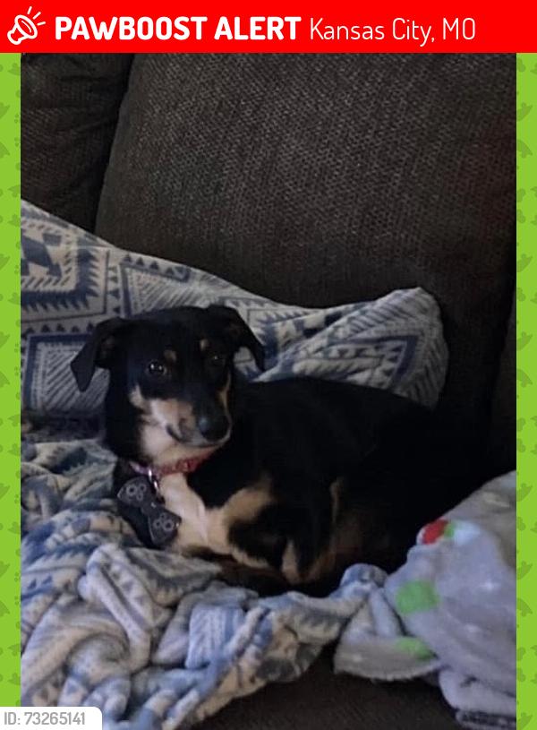 Lost Female Dog last seen Jackson Ave/ riverfront park, Kansas City, MO 64120