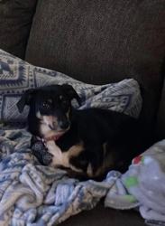 Lost Female Dog last seen Jackson Ave/ riverfront park, Kansas City, MO 64120