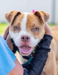 Shelter Stray Female Dog last seen Near TREE VIEW COURT, 30038, GA, 3280 Chamblee Dunwoody Rd, Chamblee, GA 30341, USA