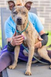 Shelter Stray Male Dog last seen , , GA, 3280 Chamblee Dunwoody Rd, Chamblee, GA 30341, USA