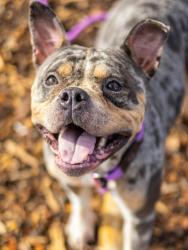 Shelter Stray Female Dog last seen Salem Rd & Panola RdStonecrest, GA 30038, 30038, GA, 3280 Chamblee Dunwoody Rd, Chamblee, GA 30341, USA
