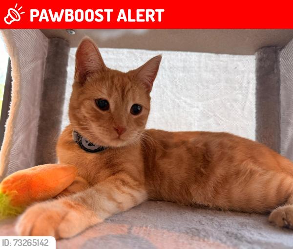 Lost Male Cat last seen Southend hosp, Southend-on-Sea, England 