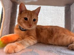 Lost Male Cat last seen Southend hosp, Southend-on-Sea, England 