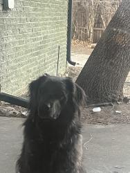 Reunited Male Dog last seen 38th and Holland, Wheat Ridge, CO 80033
