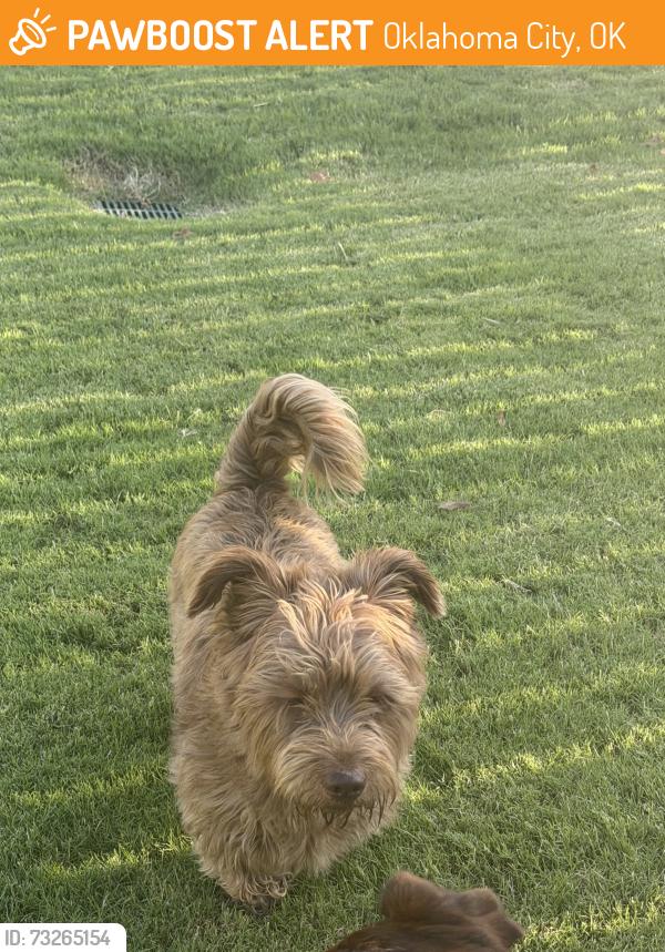 Found/Stray Male Dog last seen 122nd and coltrane, Oklahoma City, OK 73013