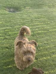 Found/Stray Male Dog last seen 122nd and coltrane, Oklahoma City, OK 73013