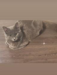 Reunited Female Cat last seen Chesnee Highway, Mayo Road, Mayo, SC 29368