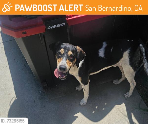 Found/Stray Male Dog last seen irvington & robin Road, San Bernardino, CA 92407