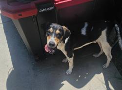 Found/Stray Male Dog last seen irvington & robin Road, San Bernardino, CA 92407