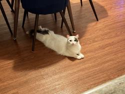 Lost Male Cat last seen Paloma Ave & 2nd St, Long Beach, CA 90803