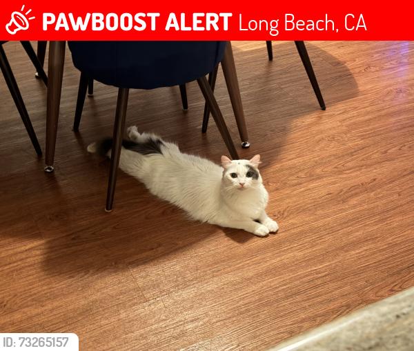 Lost Male Cat last seen Paloma Ave & 2nd St, Long Beach, CA 90803