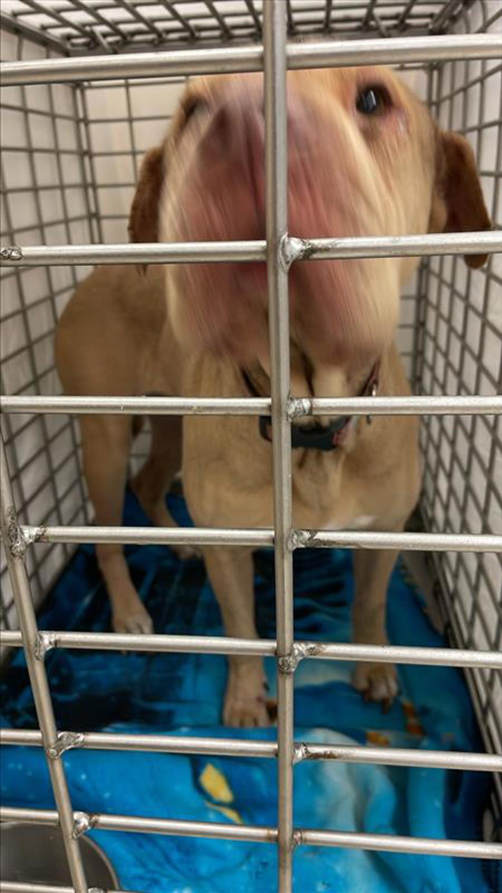 Shelter Stray Female Dog last seen Near Levander Loop, AUSTIN, TX, 78702, 7201 Levander Loop bldg a, Austin, TX 78702, USA