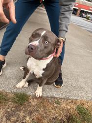 Found/Stray Female Dog last seen 175th and pacific, spanaway wa, Spanaway, WA 98445