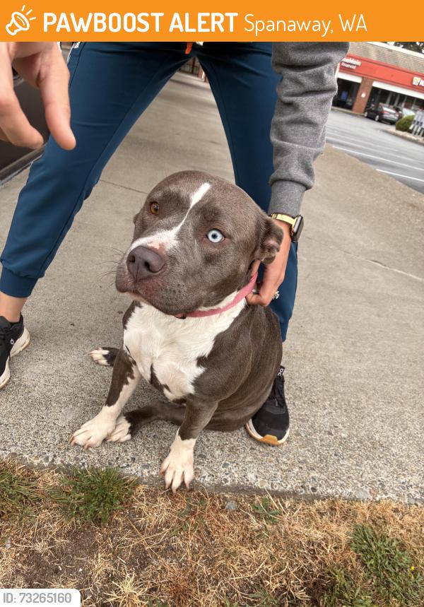 Found/Stray Female Dog last seen 175th and pacific, spanaway wa, Spanaway, WA 98445