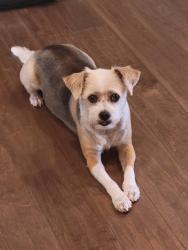 Reunited Male Dog last seen Near Quebec, Thornton, CO 80602